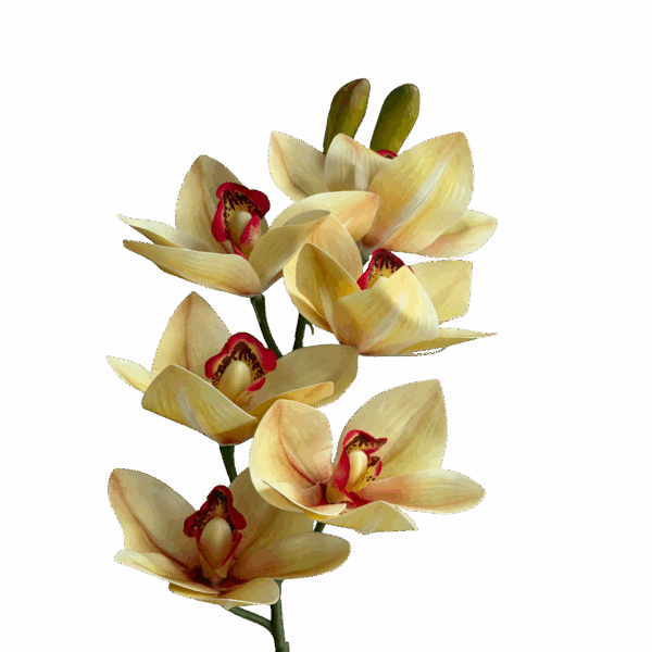 Soft Yellow Orchid