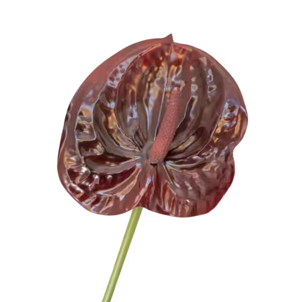 Deep Burgunday Mila Anthurium