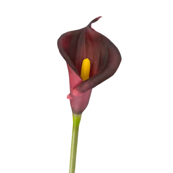 Deep Fuchsia Bree Cala Lily