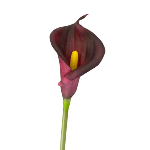 Deep Fuchsia Bree Cala Lily