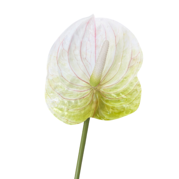 Green & White Mila Anthurium