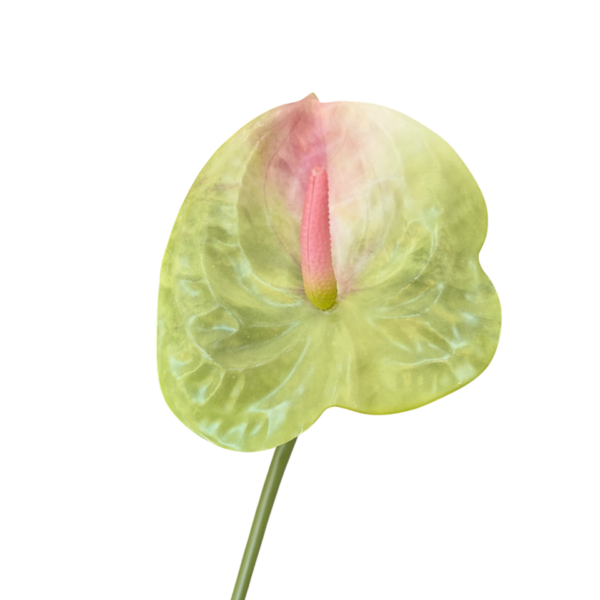 Light Green Mila Real Touch Anthurium