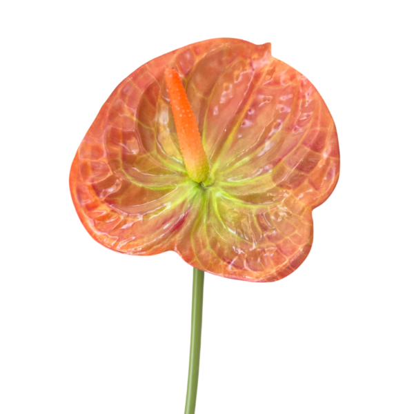 ORANGE mILA ANTHURIUM