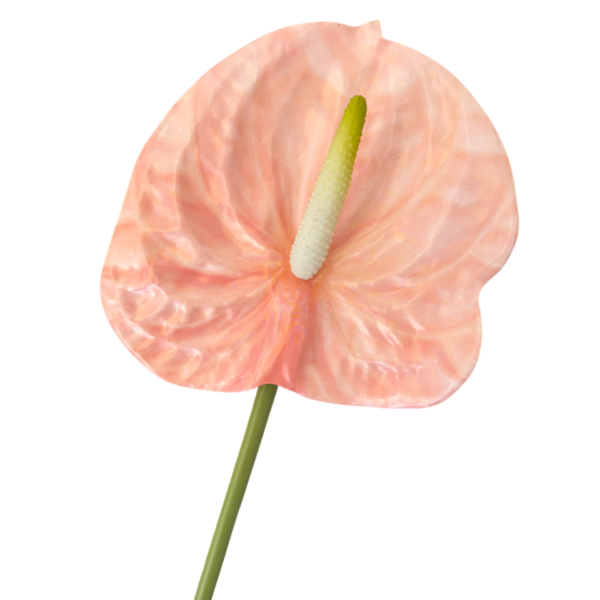 Pink Mila Real Touch Anthurium