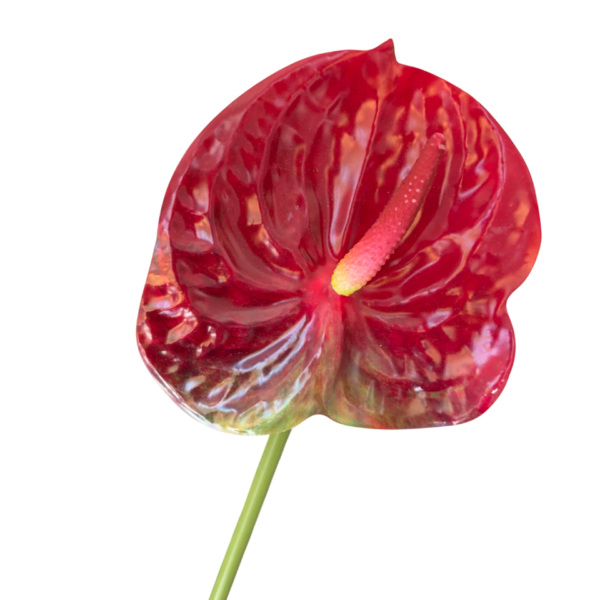 Pink Mila Real Touch Anthurium