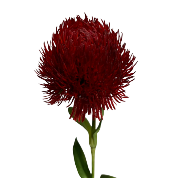 Red Fiona Real Touch Dianthus Stem
