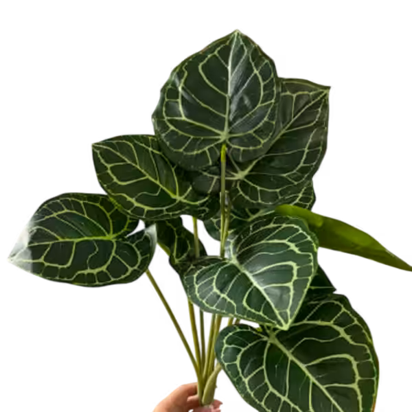 Syngonium Batik Leaf