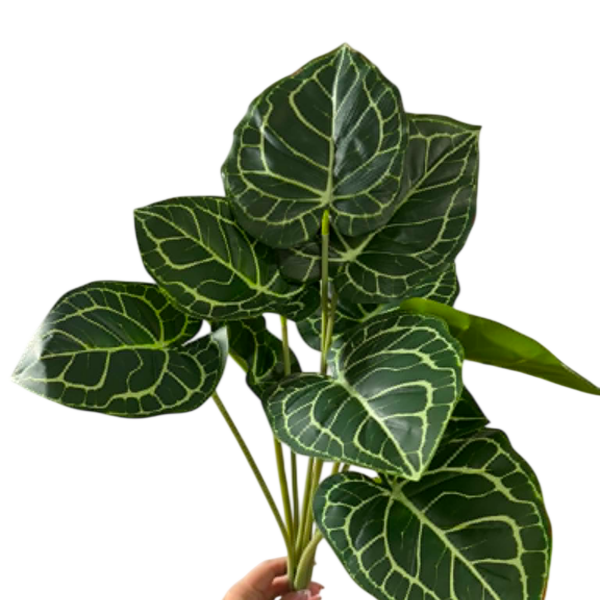 Syngonium Batik Leaf