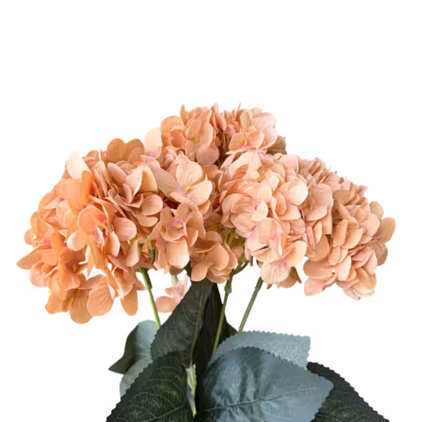 Caramel Lyla 5-Head Hydrangea Bunch