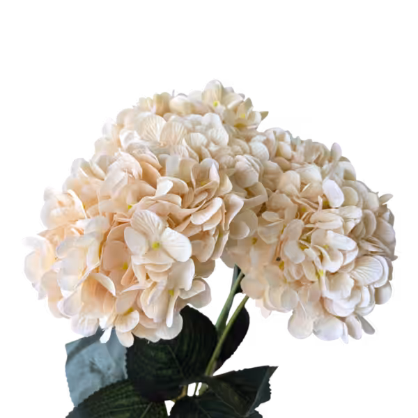 Champagne Lyla 5-Head Hydrangea Bunch