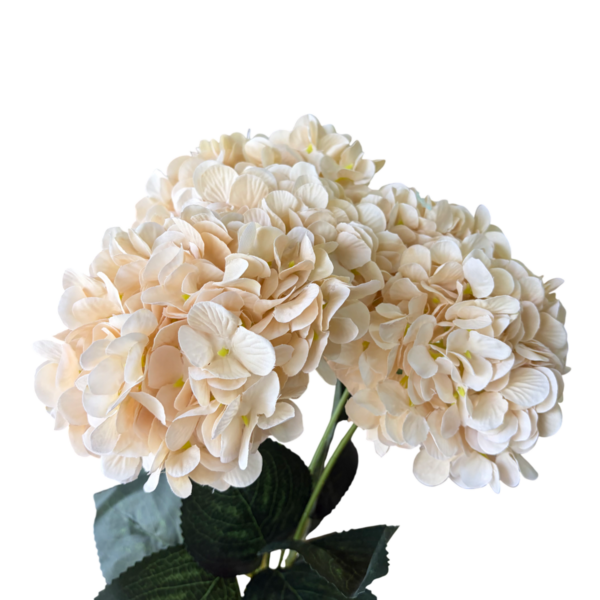 Champagne Lyla 5-Head Hydrangea Bunch