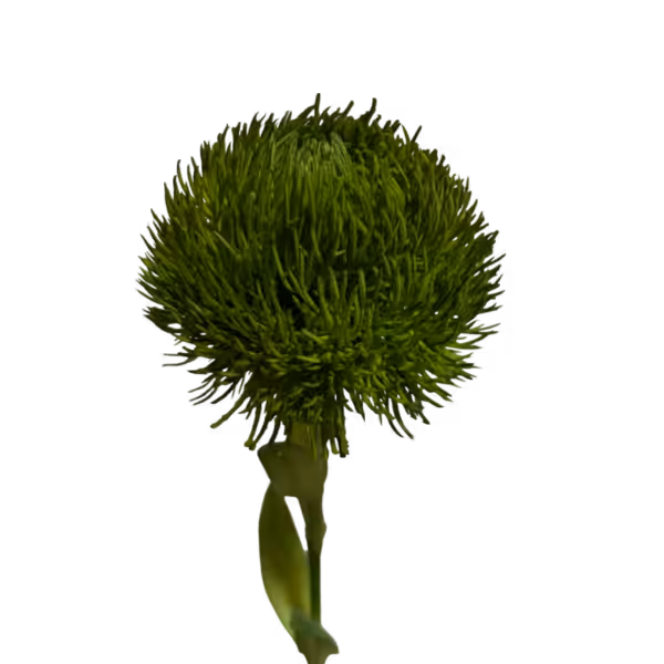 Dark Green Fiona Real Touch Dianthus Stem