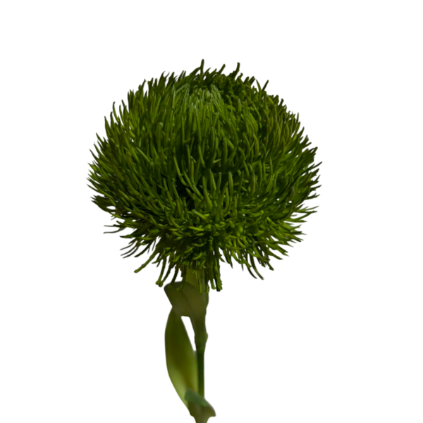 Dark Green Fiona Real Touch Dianthus Stem