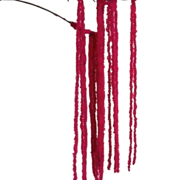 Hot Pink Kora Amaranthus