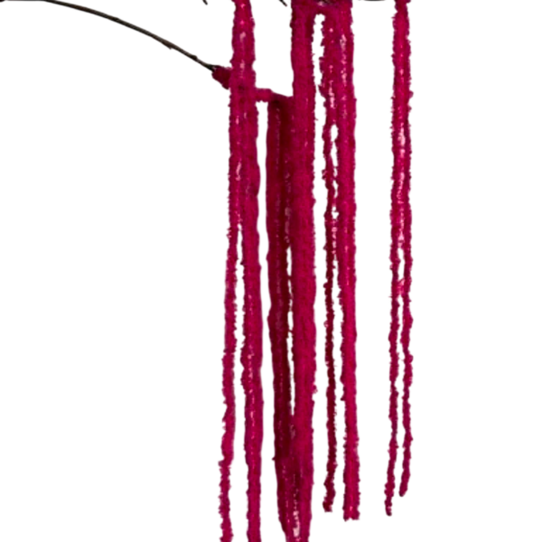 Hot Pink Kora Amaranthus