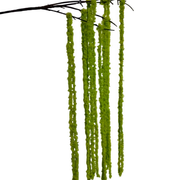 Lime Green Kora Yarn Amaranthus