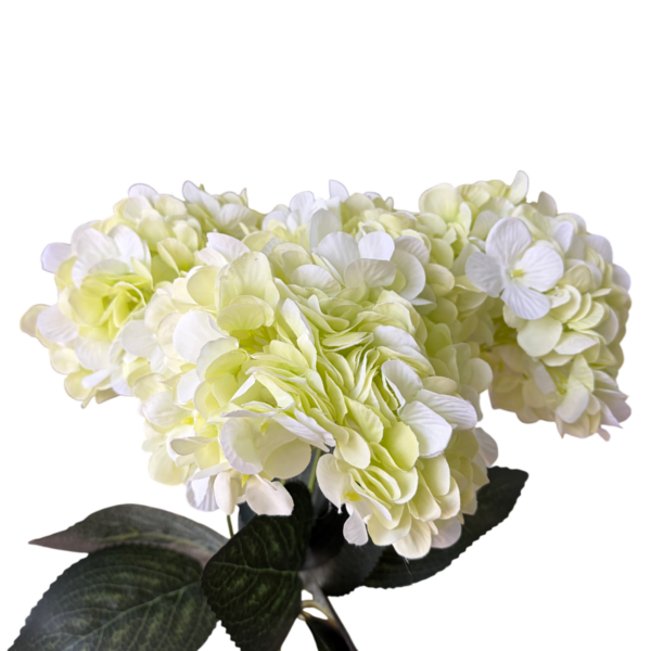 Lime Green Lyla 5-Head Hydrangea Bunch