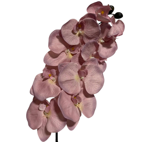 Pink Jenny 10-Head Silk Orchid