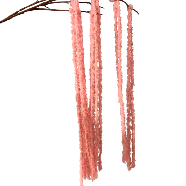 Pink Kora Amaranthus