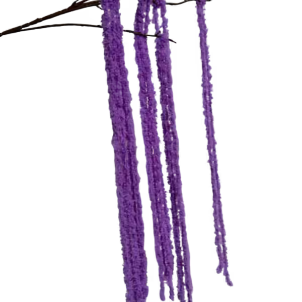 Purple Kora Amaranthus