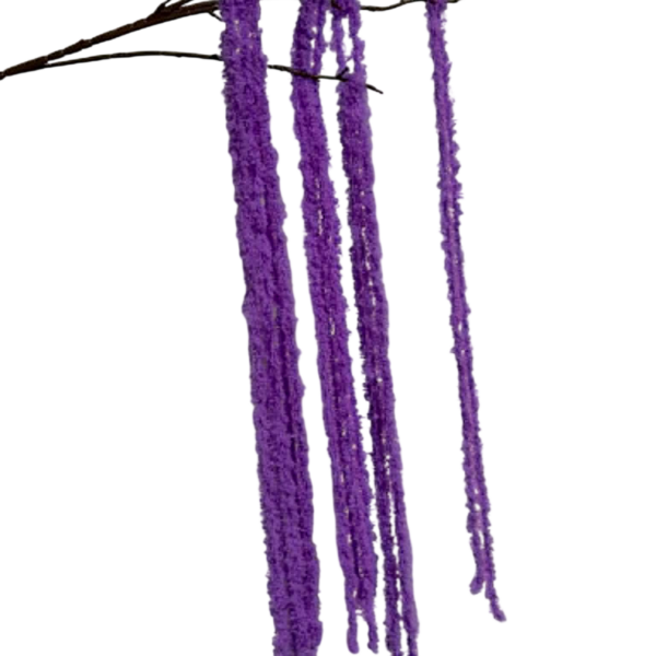 Purple Kora Amaranthus