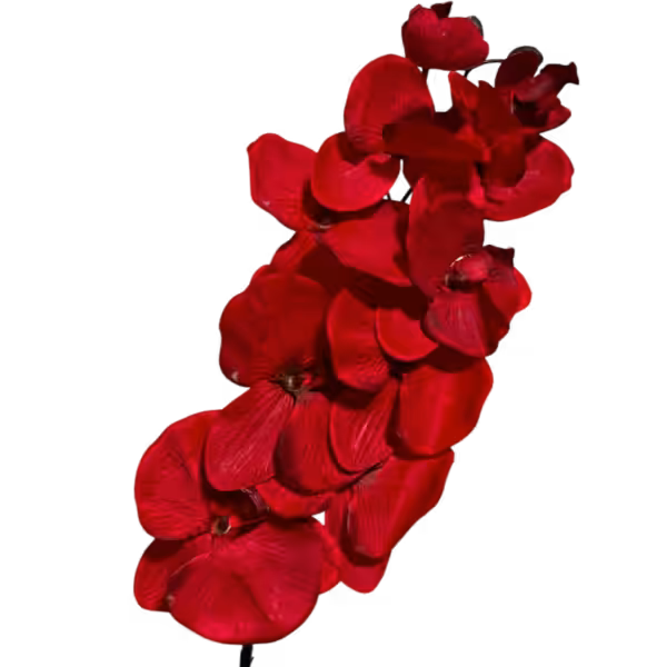 Red Jenny 10-Head Silk Orchid