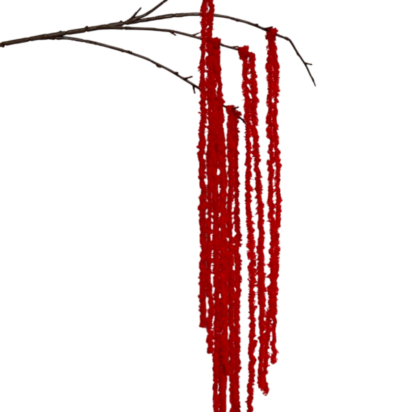Red Kora Amaranthus