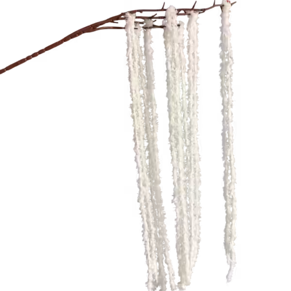 White Kora Amaranthus