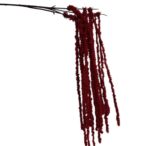 Wine Red Kora Amaranthus
