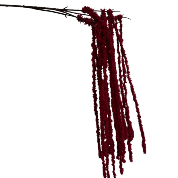 Wine Red Kora Amaranthus