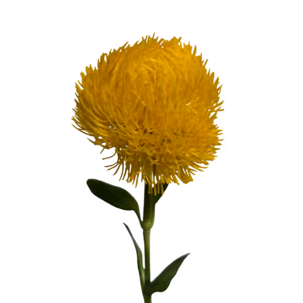 Yellow Fiona Real Touch Dianthus Stem